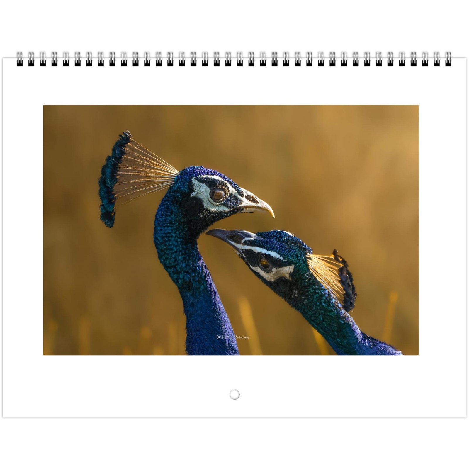 100c14ae-bfc1-4ac3-893a-ffa0b74148a3